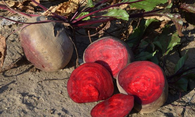 Cékla télire, a gyönyörű színű vitaminbomba