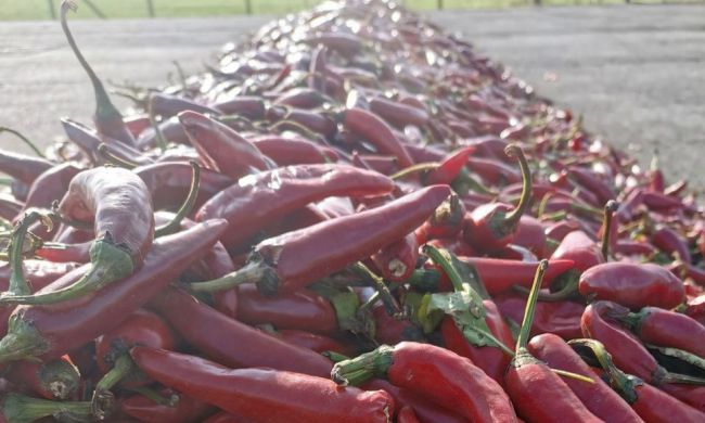 Így készítik a fűszerpaprika-őrleményt