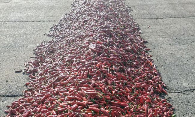 Így készítik a fűszerpaprika-őrleményt