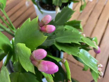 A karácsonyi kaktusszal, teljesebb lehet az ünnep