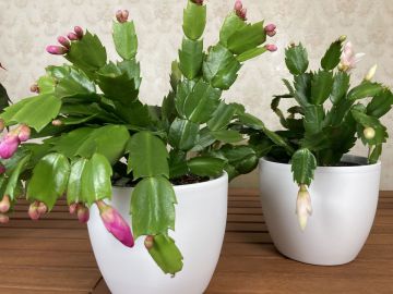 A karácsonyi kaktusszal, teljesebb lehet az ünnep