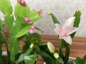 A karácsonyi kaktusszal, teljesebb lehet az ünnep