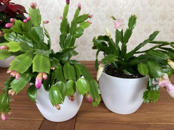 A karácsonyi kaktusszal, teljesebb lehet az ünnep