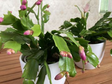 A karácsonyi kaktusszal, teljesebb lehet az ünnep