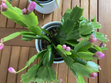 A karácsonyi kaktusszal, teljesebb lehet az ünnep