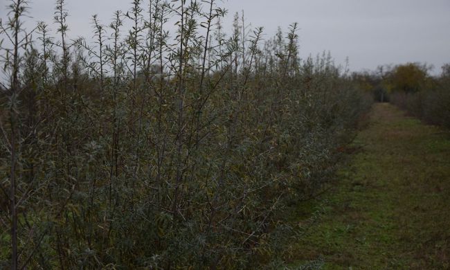 Minden, amit a homoktövisről tudni érdemes