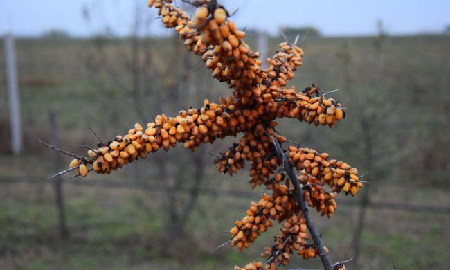 Minden, amit a homoktövisről tudni érdemes