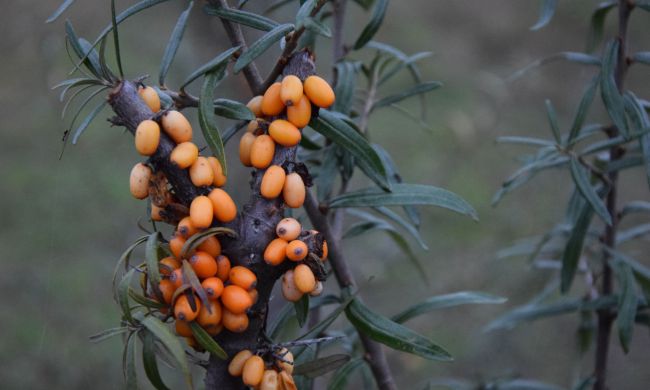 Minden, amit a homoktövisről tudni érdemes