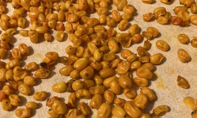 Minden, amit a homoktövisről tudni érdemes