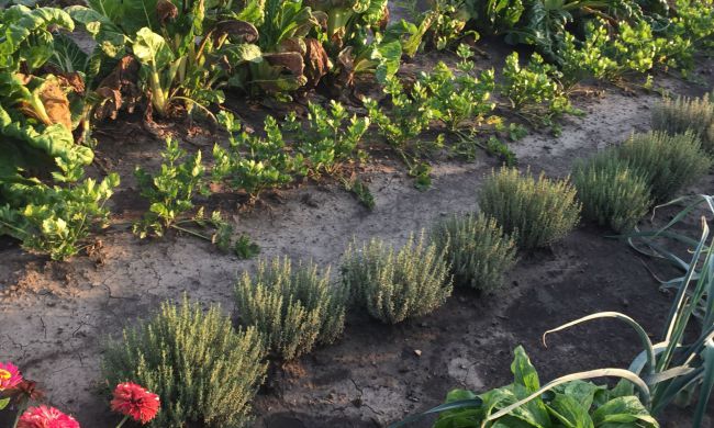 Környezettudatos ültetés, ajánlott növénytársítások...