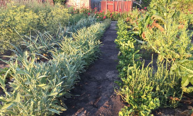 Környezettudatos ültetés, ajánlott növénytársítások...