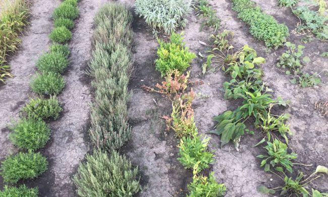 Környezettudatos ültetés, ajánlott növénytársítások...