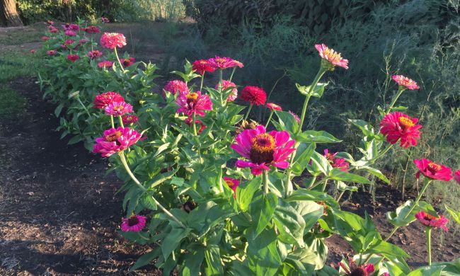 Környezettudatos ültetés, ajánlott növénytársítások...