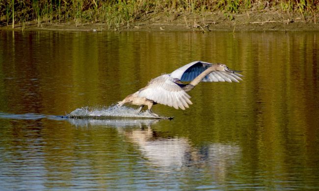 Vizes élőhelyek védelmében…