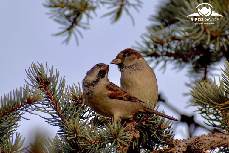 Vizes élőhelyek védelmében…