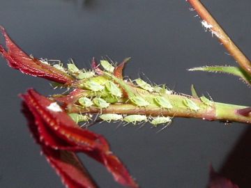 Levéltetvek támadásai…