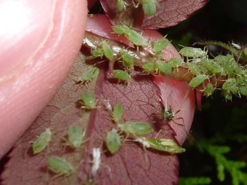 Levéltetvek támadásai…
