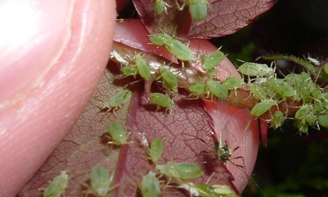 Levéltetvek támadásai…