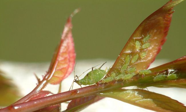 Levéltetvek támadásai…
