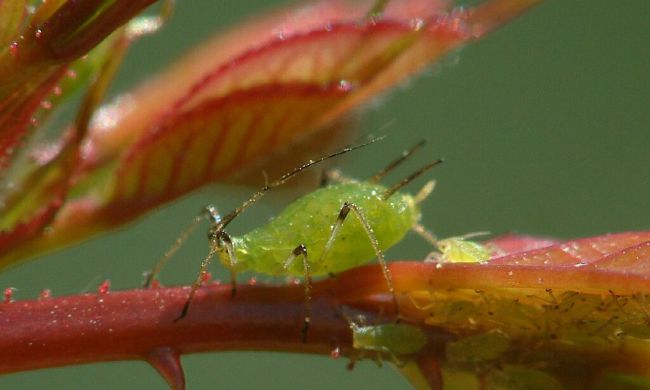 Levéltetvek támadásai…