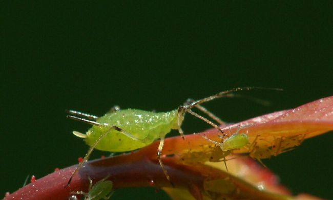 Levéltetvek támadásai…