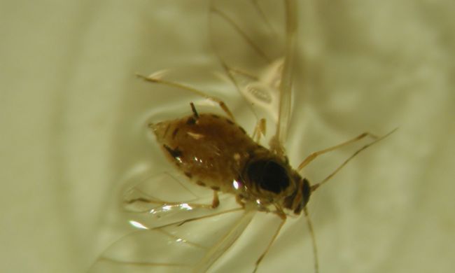 Levéltetvek támadásai…