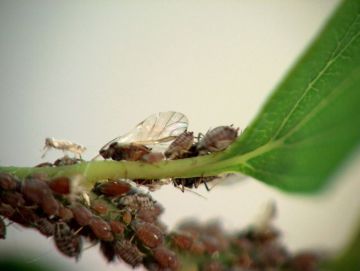 Levéltetvek támadásai…