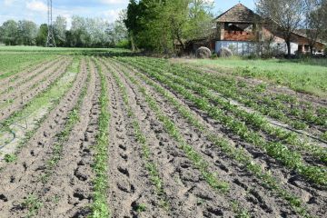 Tippek a burgonyabogár ellen