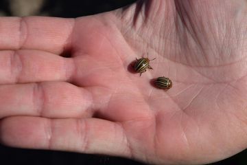 Tippek a burgonyabogár ellen