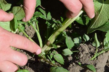 Tippek a burgonyabogár ellen