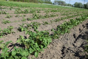 Tippek a burgonyabogár ellen