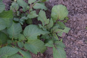 Tippek a burgonyabogár ellen