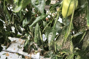 Levéltetvek támadásai…