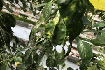 Levéltetvek támadásai…