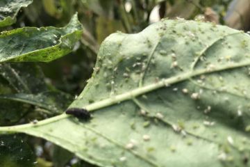 Levéltetvek támadásai…