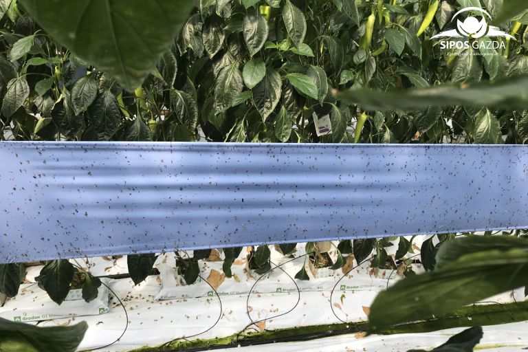 Védekezzünk a kártevők ellen környezettudatosan!