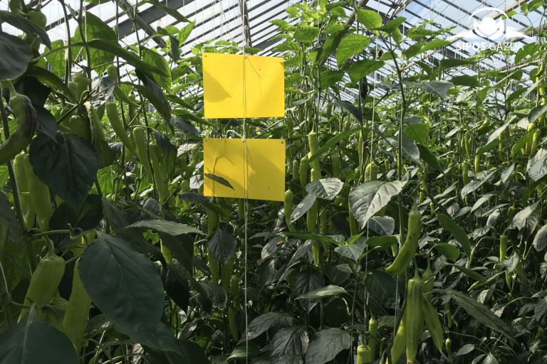 Védekezzünk a kártevők ellen környezettudatosan!