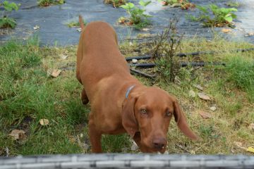 Szőnyis kisdiákok vidáman tanulhattak a Gyömrei tanyán