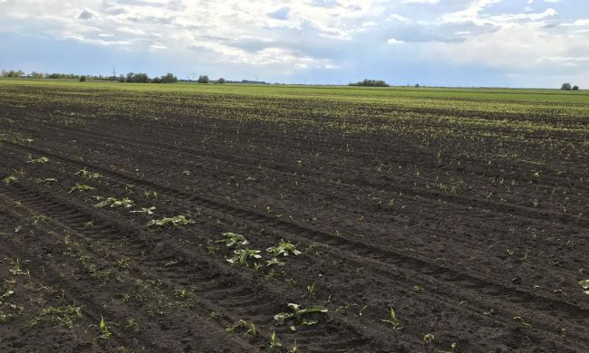 Mezei pattanóbogár kártétele...