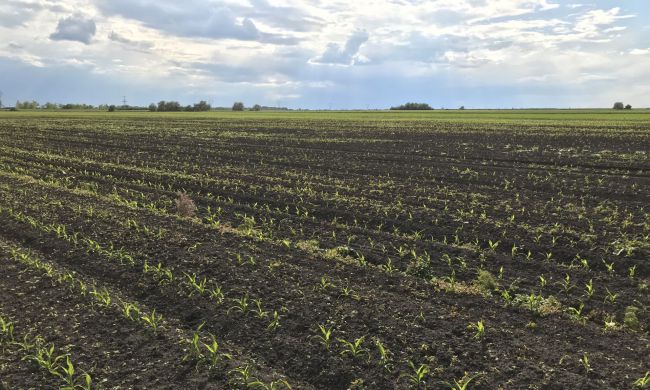 Mezei pattanóbogár kártétele...