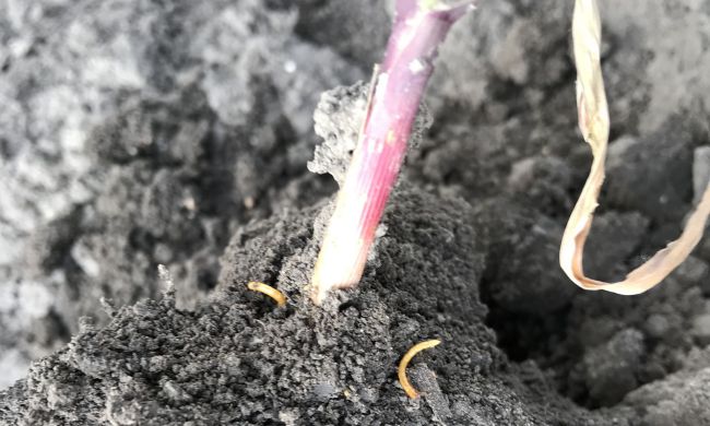 Mezei pattanóbogár