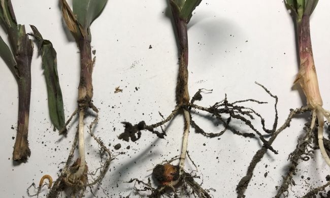 Mezei pattanóbogár