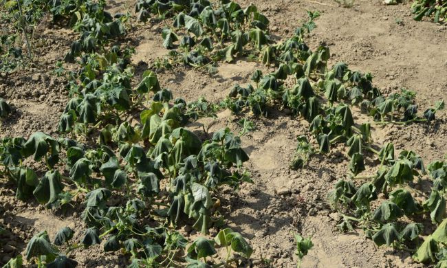 Kerti teendők Szent Jakab havában…