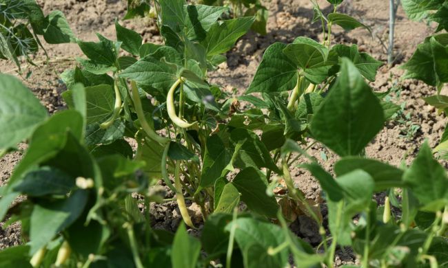 Kerti teendők Szent Jakab havában…