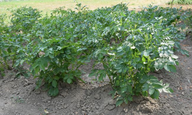 Kerti teendők Szent Jakab havában…