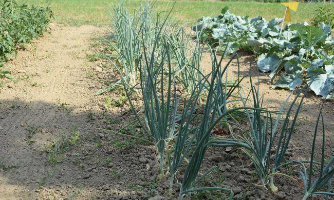 Kerti teendők Szent Jakab havában…