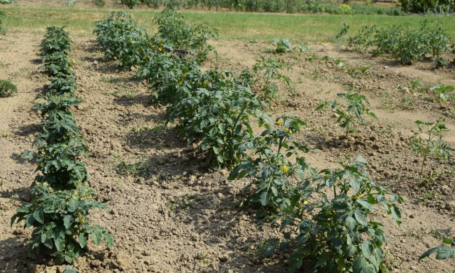 Kerti teendők Szent Jakab havában…