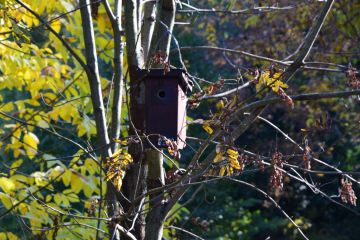 Készítsünk együtt madárodút!