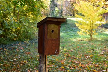 Készítsünk együtt madárodút!