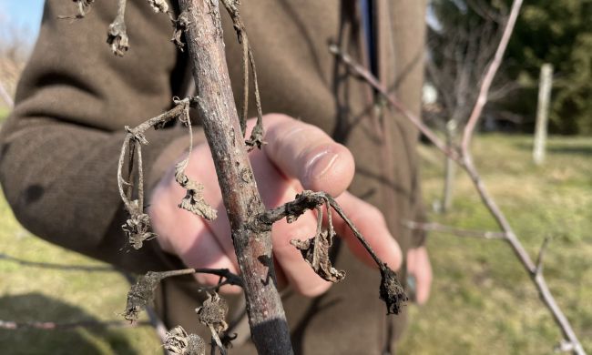 Metszésről, a fák korona alakításról…